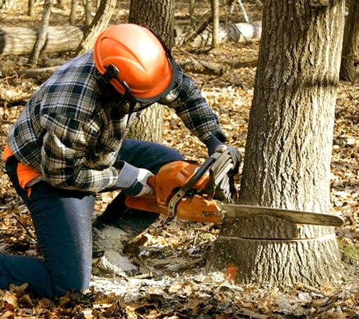 Tree Removal in Gales Ferry, CT